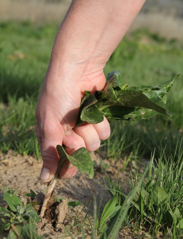 weed control and removal
