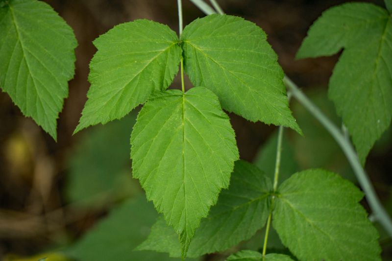 Poison Ivy Removal in Bucks County, PA