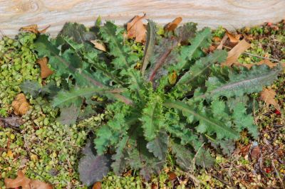 Weed Control, Weed Control Services, Massachusetts